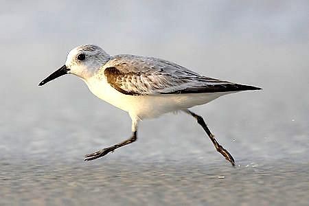 Strandlaeufer Zempin Dış mekan fotoğraf